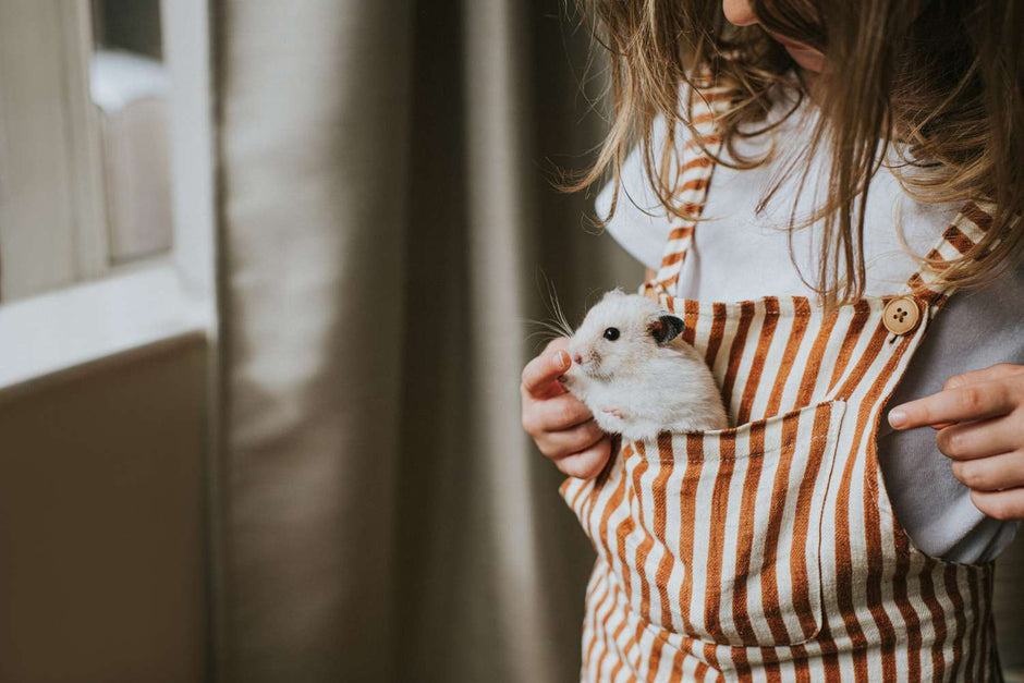 Cómo elegir la mascota adecuada para ti