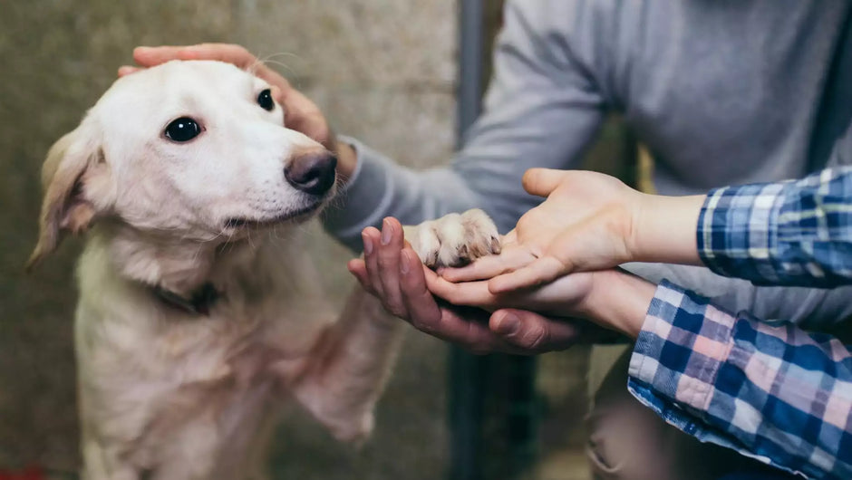 ¿Estás preparado para adoptar una mascota?