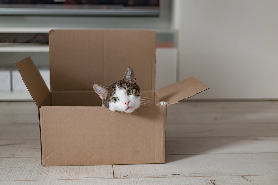 Cómo preparar tu hogar para una nueva mascota