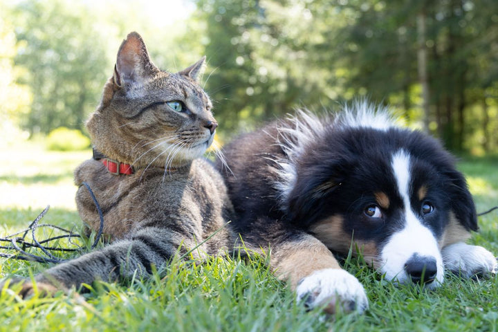 ¿Cuáles son las necesidades especiales de las mascotas?