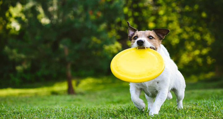 ¿Cuánto ejercicio necesita mi mascota?