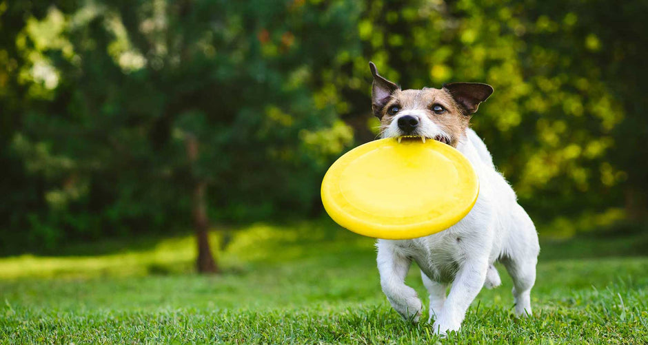 ¿Cuánto ejercicio necesita mi mascota?