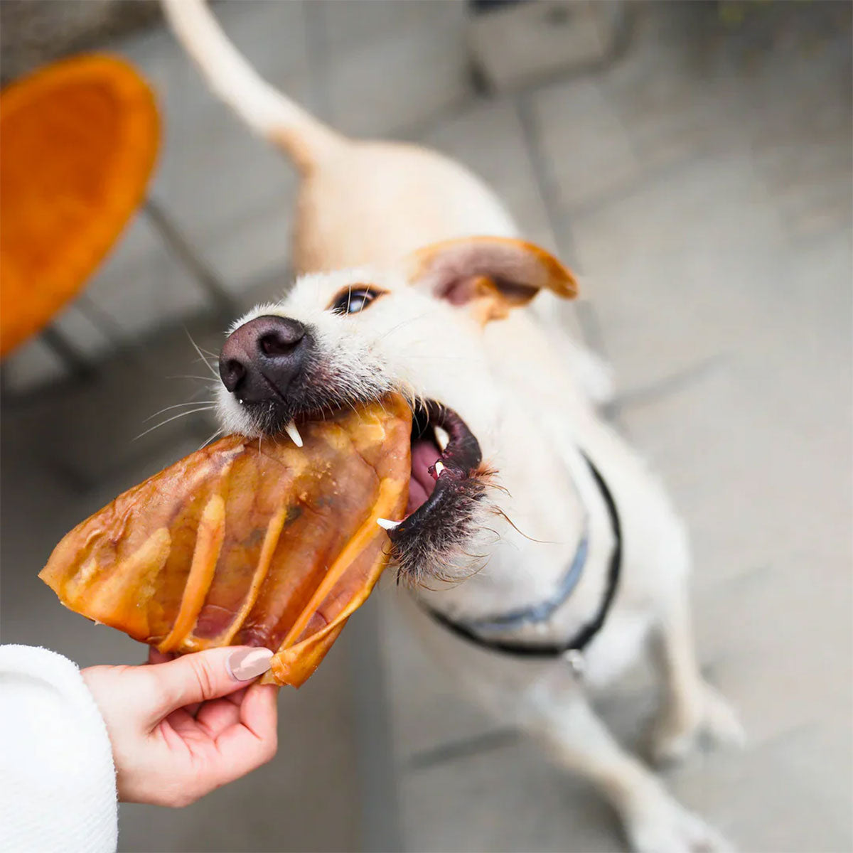 Barker Bites Long Lasting Snacks - Orejas de Cerdo snack para perros (4 unidades)