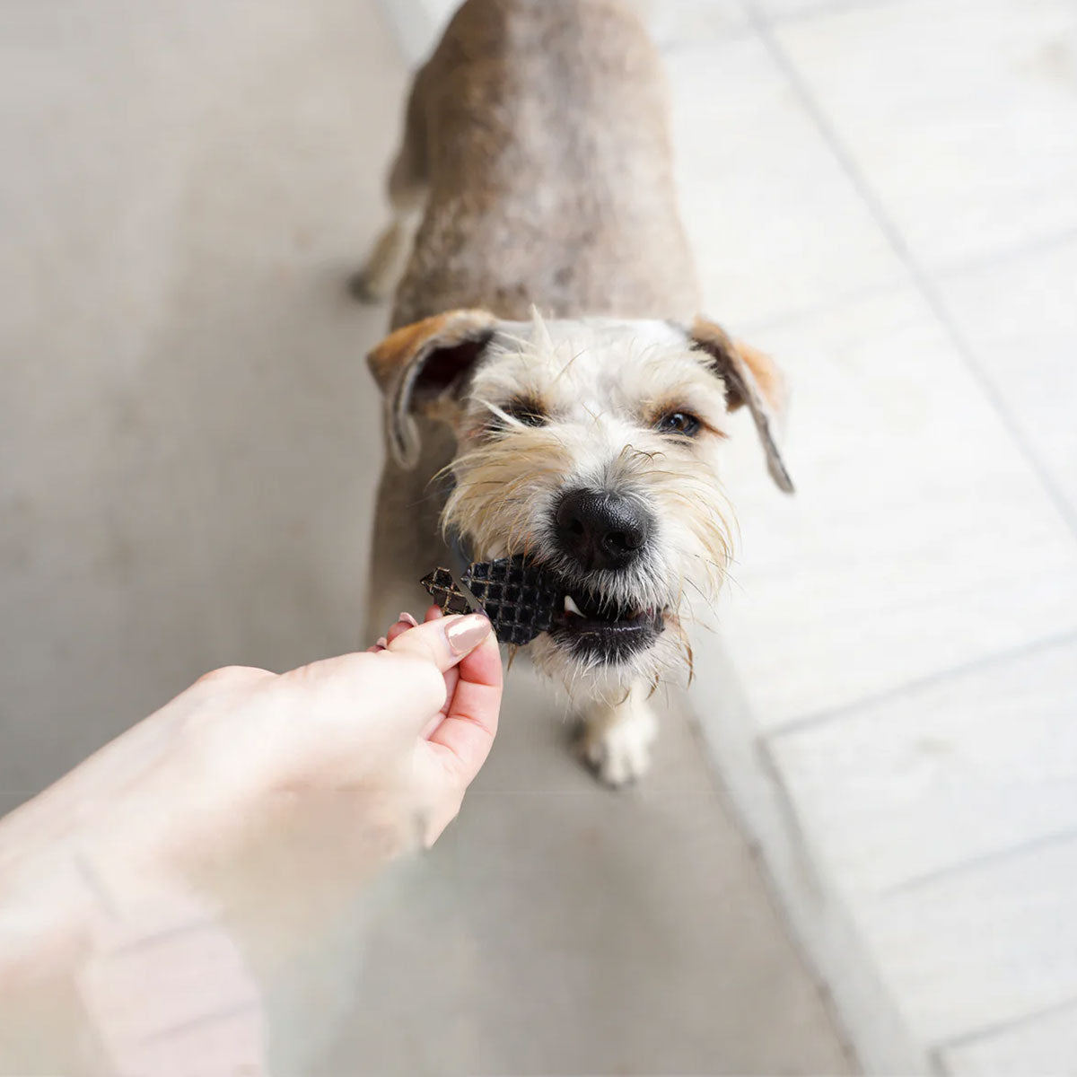 Barker Bites Hígado de Res snack para perros y gatos adultos 100 Gramos