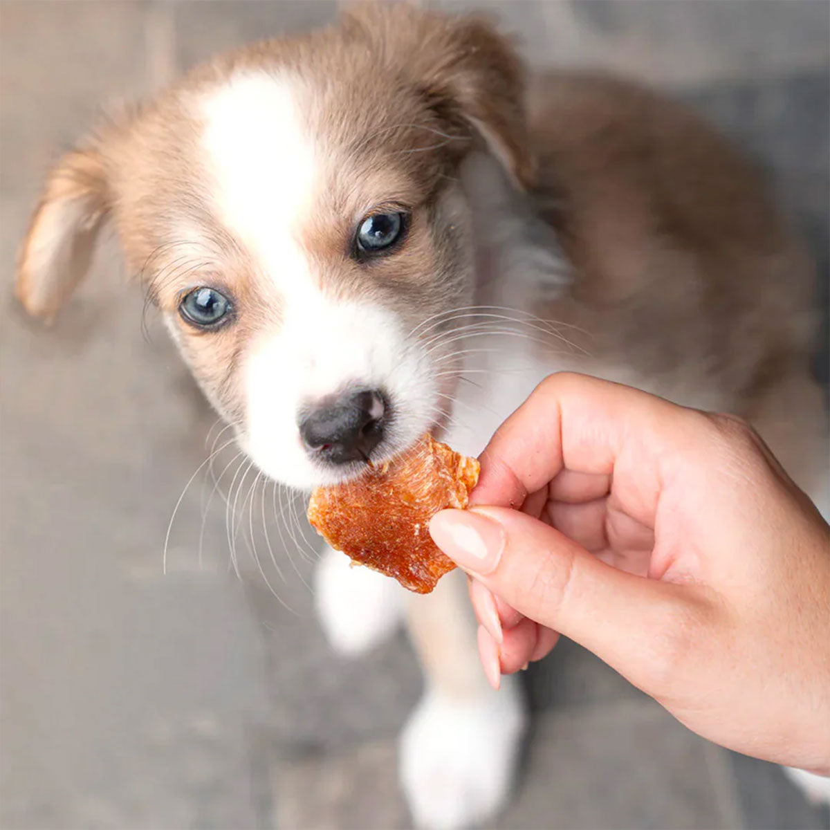 Barker Bites Pollo (pechuga) snack para perros y gatos 100 Gramos