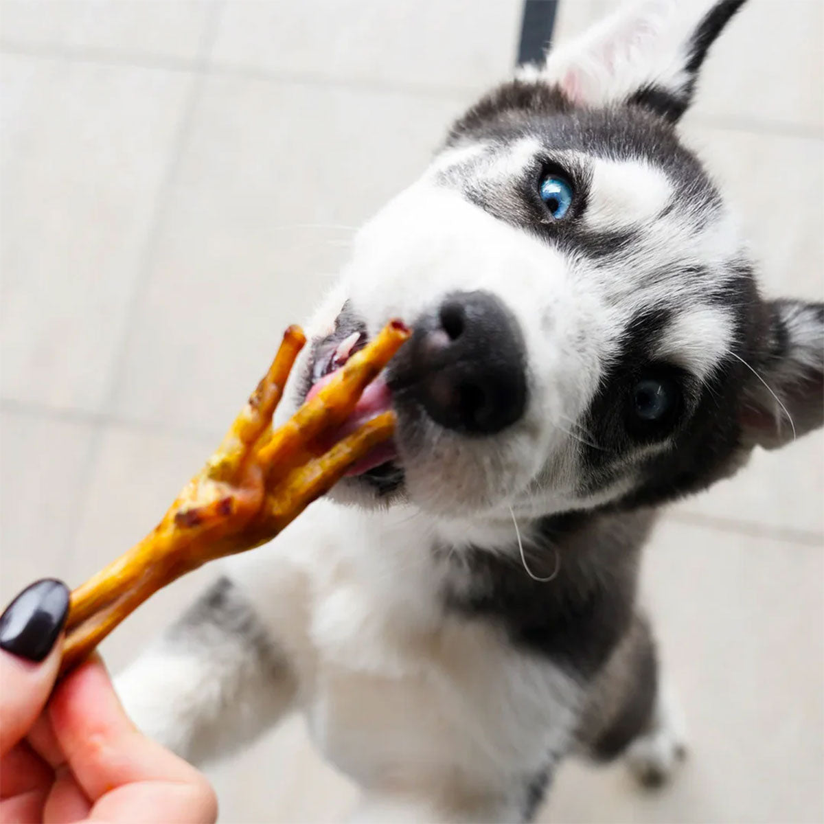 Barker Bites Long Lasting Snacks - Patas de Pollo snack para perros (20 unidades)