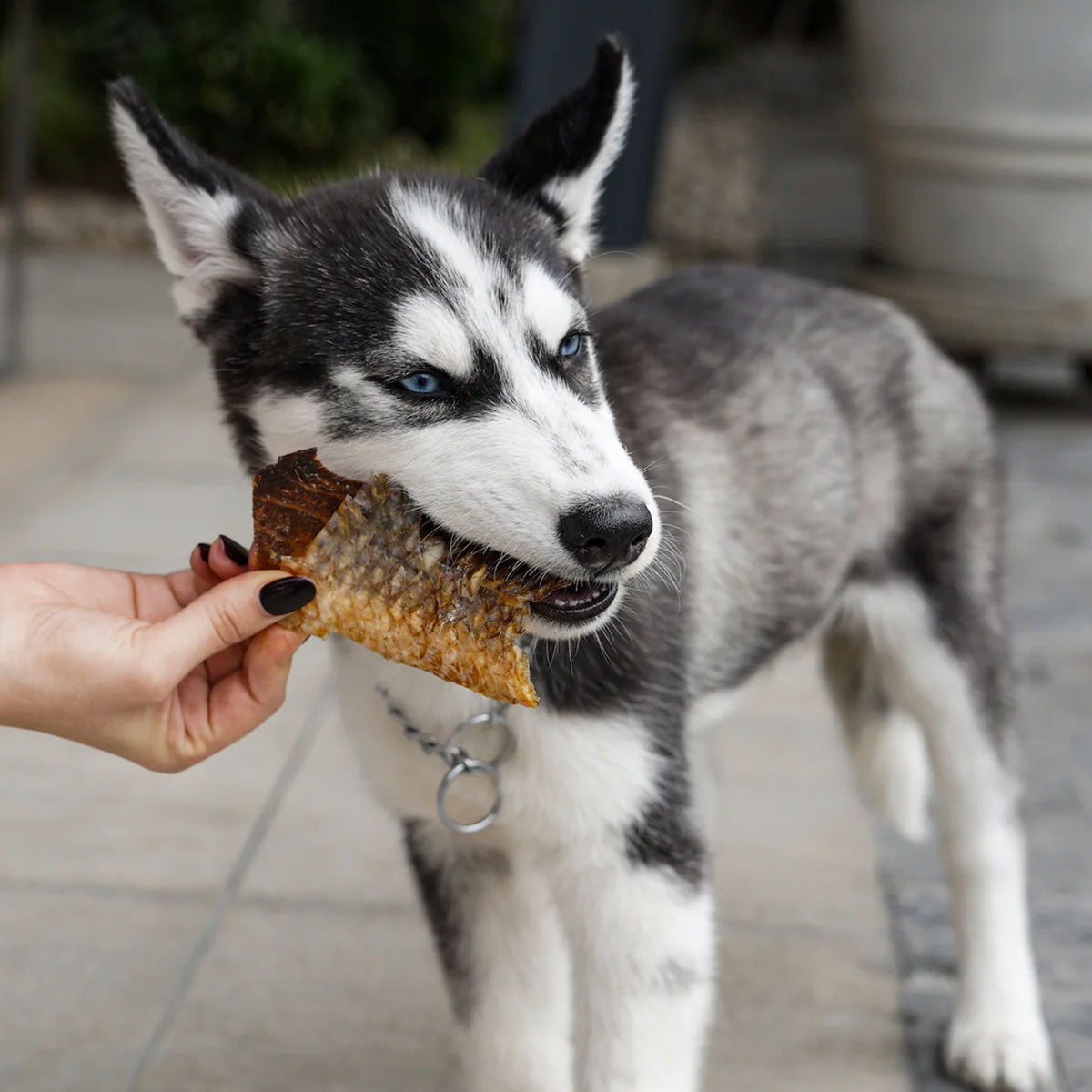 Barker Bites Long Lasting Snacks - Piel de Pescado snack para perros (8 unidades)