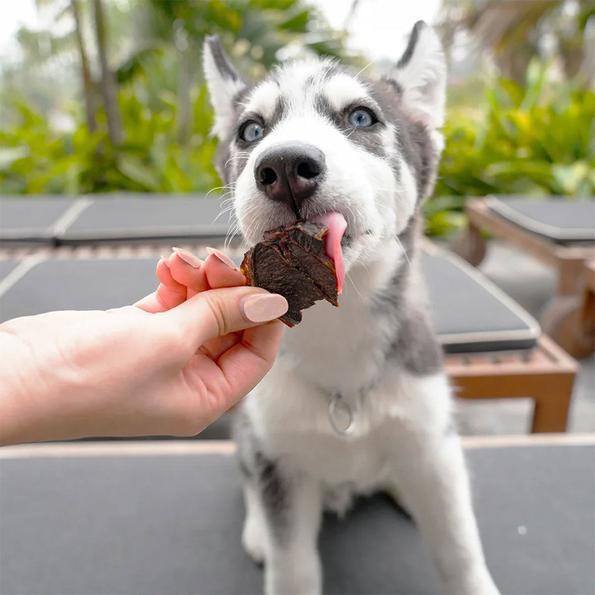 Barker Bites Bazo de Res snack para perros y gatos 100 Gramos