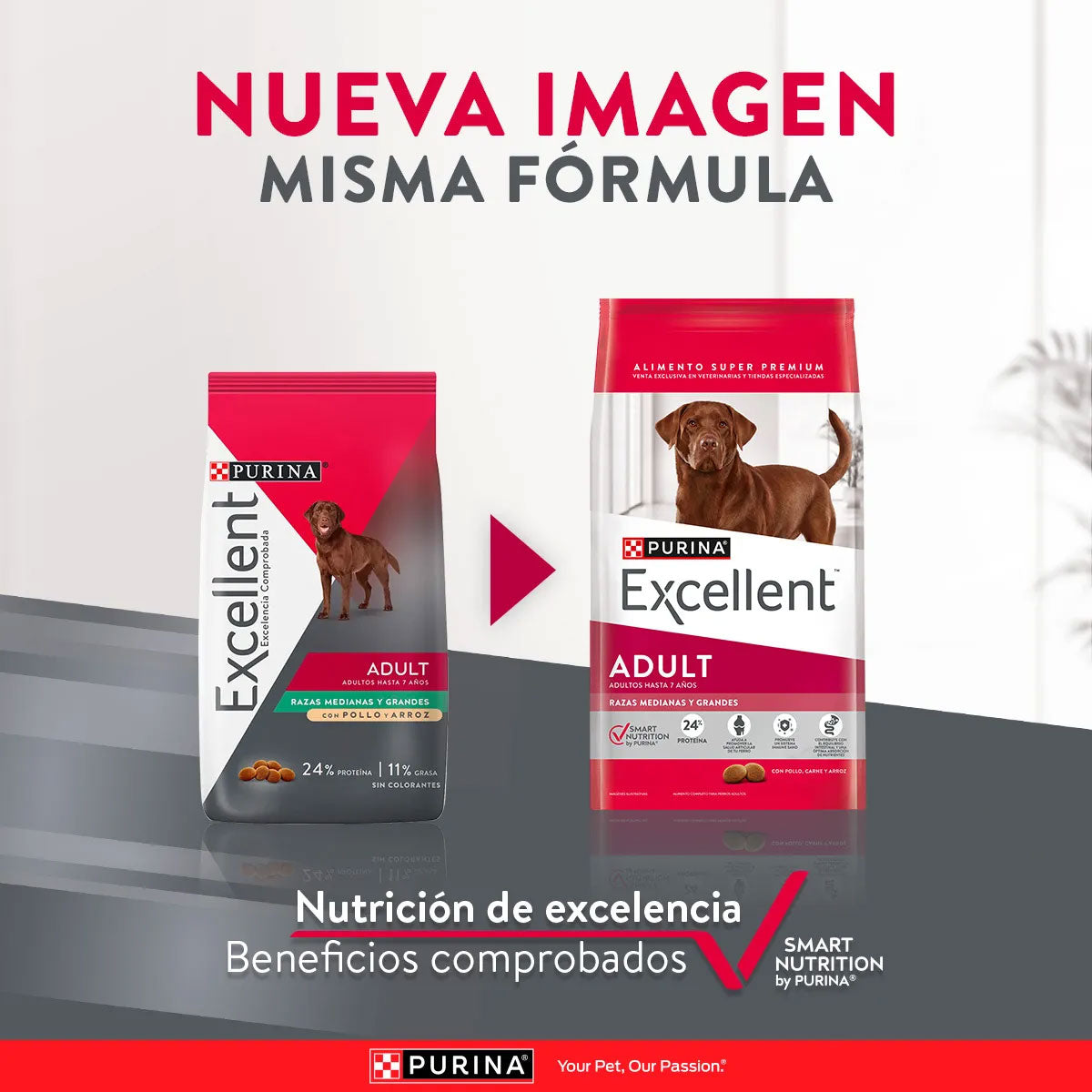 Excellent Perros Adultos Razas Medianas y Grandes